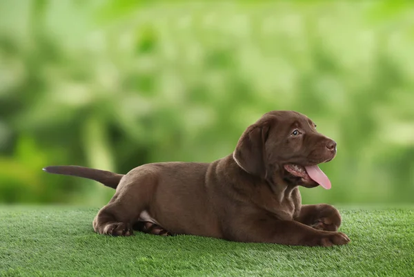 Choklad Labrador Retriever valp liggande på grönt gräs i parken — Stockfoto