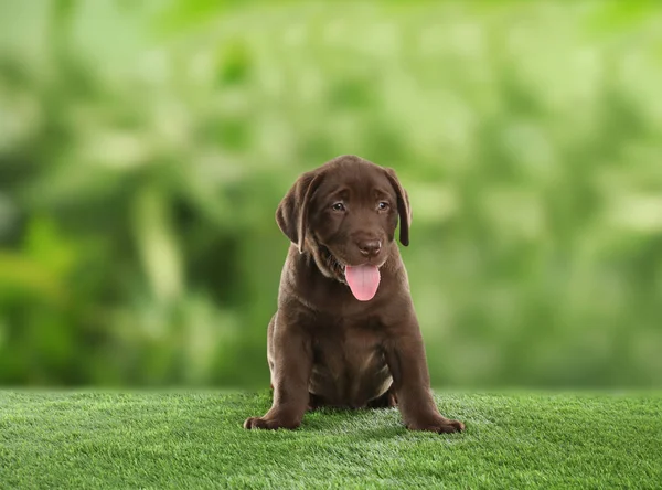 Chocolate Labrador Retriever cachorro sentado na grama verde no parque — Fotografia de Stock