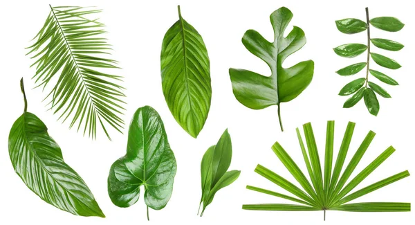 Conjunto de diferentes folhas tropicais frescas sobre fundo branco — Fotografia de Stock