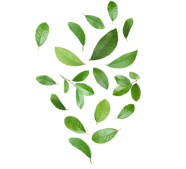 Set di foglie di agrumi verdi volanti su sfondo bianco — Foto Stock