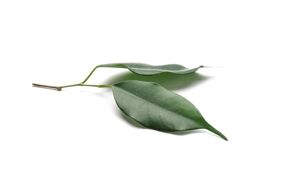 Fresh green ficus leaves on white background — Stock Photo, Image