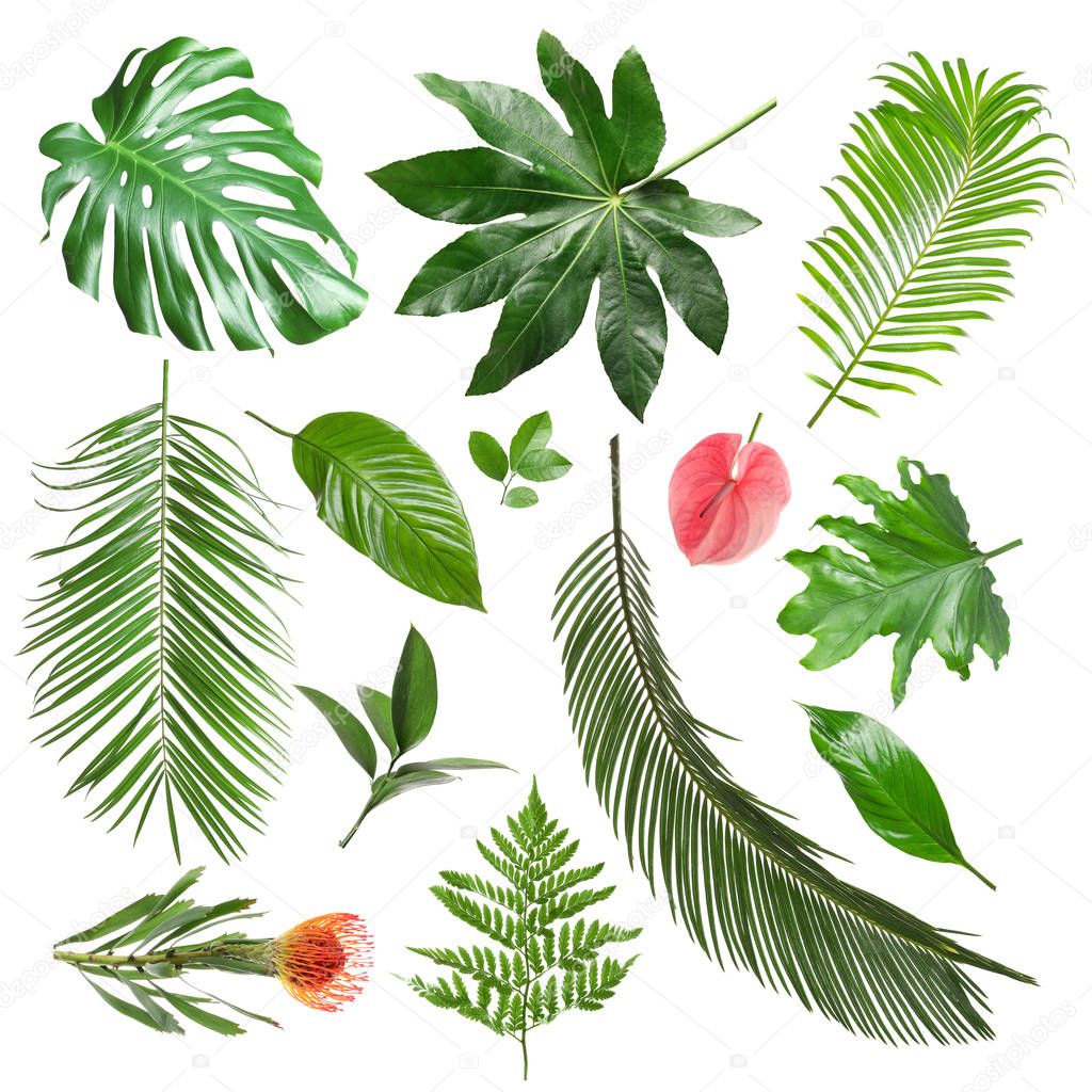 Set of different fresh tropical leaves and flowers on white background