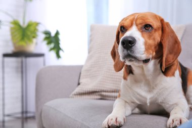 Güzel beagle köpek kanepe kapalı. Metin için yer