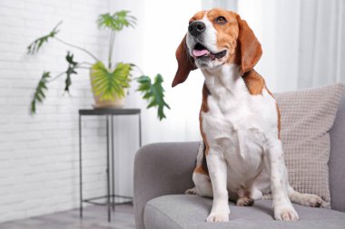 Güzel beagle köpek kanepe kapalı. Sevimli evcil hayvan