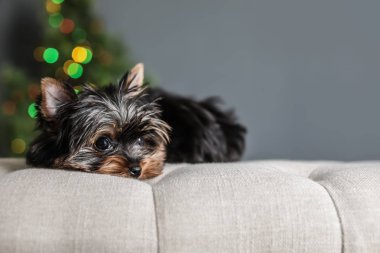 Sevimli Yorkshire terrier köpek yavrusu ve bulanık Noel ağacına arka plan, metin için yer. Mutlu köpek
