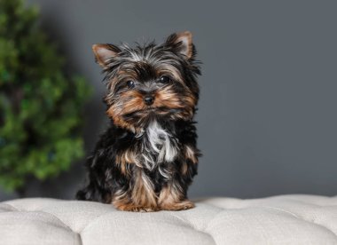 Sevimli Yorkshire terrier köpek yavrusu ve arka plan üzerinde bulanık Noel ağacı. Mutlu köpek