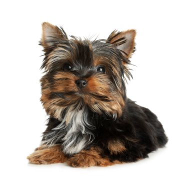 Beyaz arka plan üzerinde sevimli Yorkshire terrier köpek yavrusu. Mutlu köpek