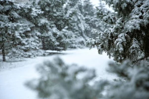 Fir trees on snow storm day in city park. Space for text