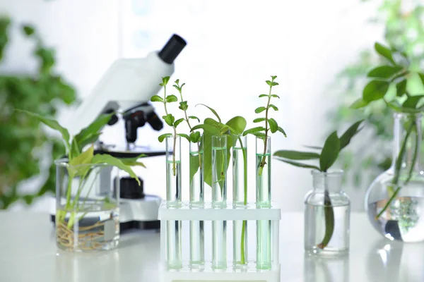 Tubos de vidro com plantas em rack na mesa contra fundo desfocado. Química biológica — Fotografia de Stock