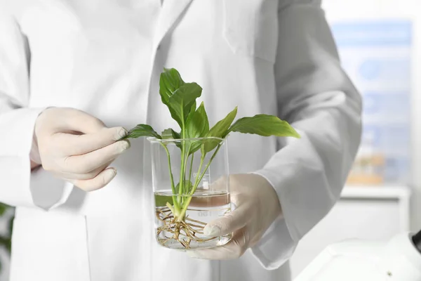 Asistente de laboratorio que sostiene la planta en el vaso de precipitados en interiores, primer plano con espacio para el texto. Química biológica —  Fotos de Stock