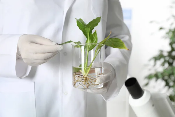 Assistente de laboratório segurando planta em copo no fundo borrado, close-up. Química biológica — Fotografia de Stock