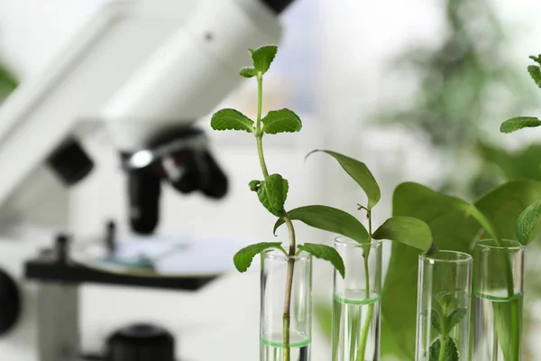 Planten in proefbuizen op onscherpe achtergrond, close-up met ruimte voor tekst. Biologische chemie — Stockfoto