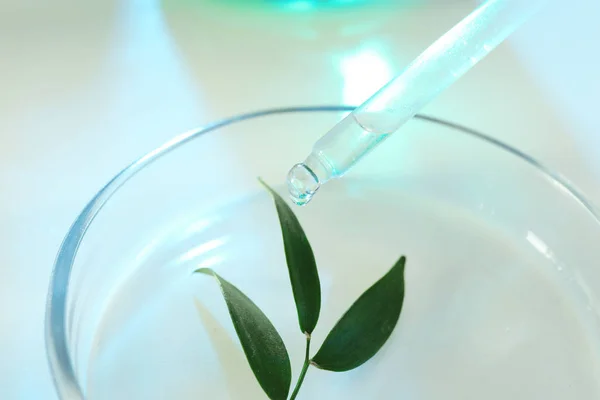 Líquido transparente que cae de la pipeta en la planta en la placa de Petri. Química biológica — Foto de Stock