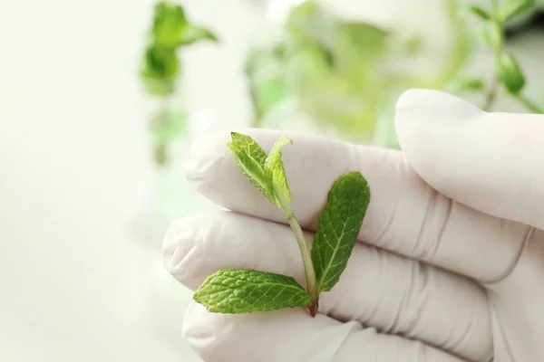 Laboratorní asistent držení zelených rostlin na rozmazané pozadí, closeup. Biologická chemie — Stock fotografie