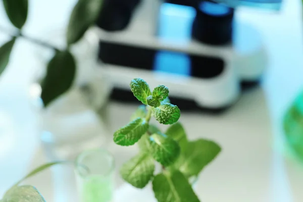 绿色植物在模糊的背景, 特写镜头。生物化学 — 图库照片
