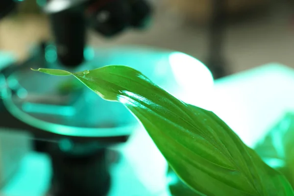 Groen blad aan onscherpe achtergrond, close-up met ruimte voor tekst. Plant chemie — Stockfoto