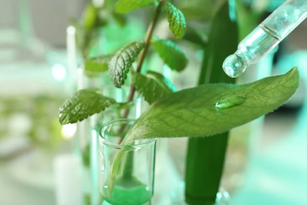 Líquido claro que cae de la pipeta en la hoja contra el fondo borroso, primer plano. Química vegetal — Foto de Stock