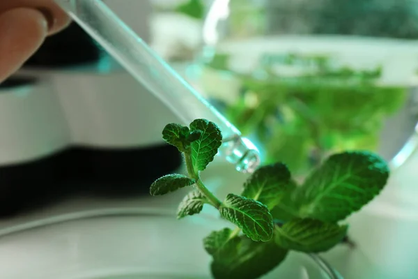 Laboratóriumi asszisztens, csepegtető Pipetta növény, Vértes folyadék. Biokémia — Stock Fotó