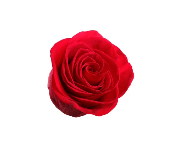 Beautiful red  rose on white background — Stock Photo, Image