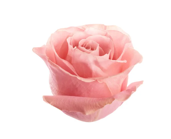 ดอกกุหลาบสีชมพูที่สวยงามบนพื้นหลังสีขาว ของขวัญที่สมบูรณ์แบบ — ภาพถ่ายสต็อก