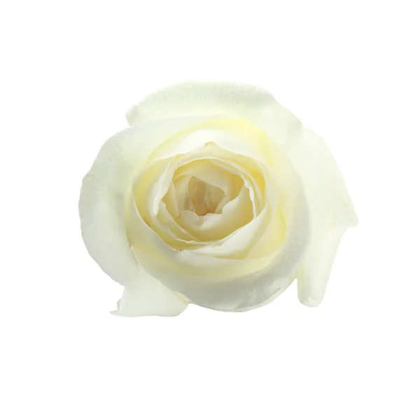 Прекрасна свіжа троянда на білому тлі, вид зверху. Ідеальний подарунок — стокове фото