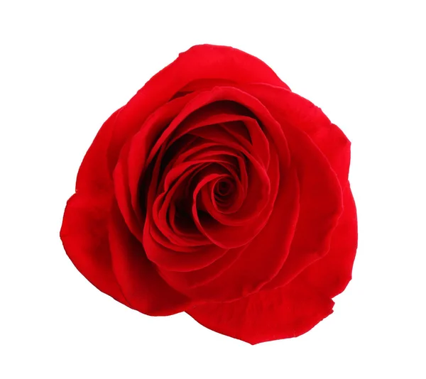 Hermosa rosa roja sobre fondo blanco, vista superior. Regalo perfecto — Foto de Stock