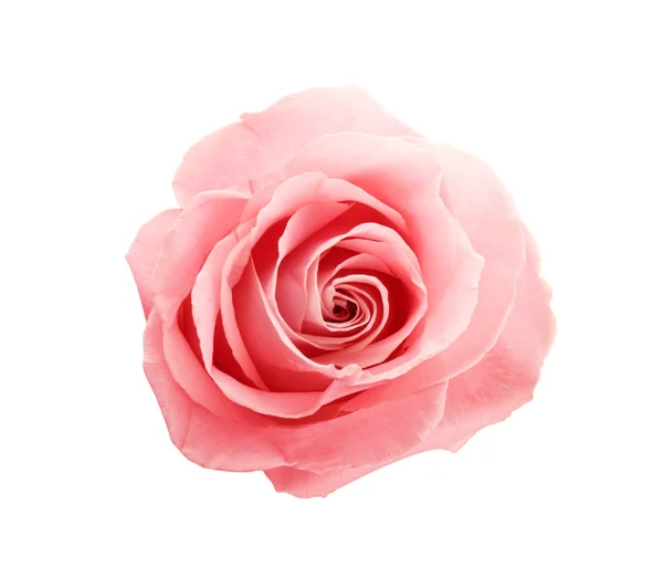 Прекрасна рожева троянда на білому тлі, вид зверху. Ідеальний подарунок — стокове фото