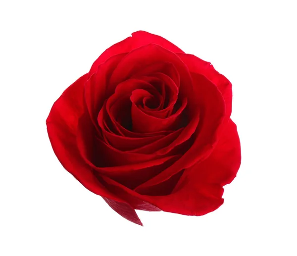 Schöne rote Rose auf weißem Hintergrund. perfektes Geschenk — Stockfoto