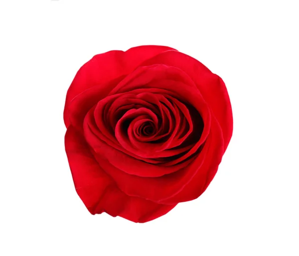 Beautiful red rose on white background, top view. Perfect gift — Stock Photo, Image