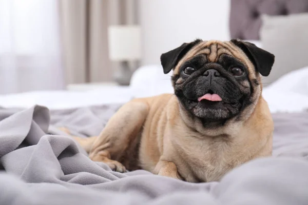 Šťastný roztomilý Mops pes na posteli uvnitř — Stock fotografie