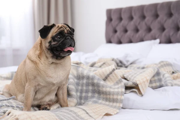 Feliz cachorro bonito cão na cama dentro de casa — Fotografia de Stock