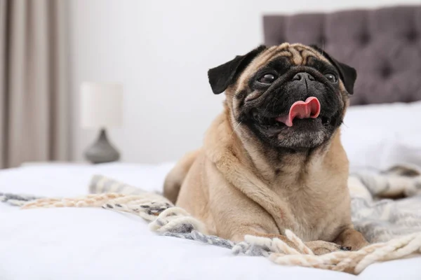 Šťastný roztomilý Mops pes na posteli uvnitř — Stock fotografie