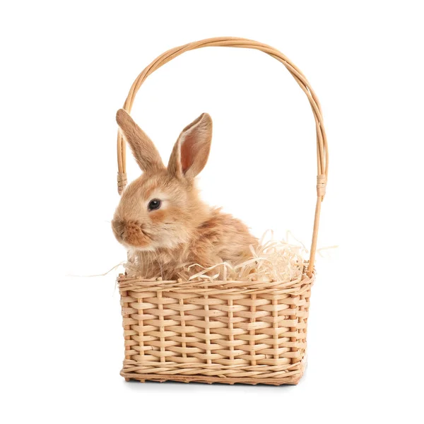 Очаровательный пушистый пасхальный кролик в плетеной корзине на белом фоне — стоковое фото
