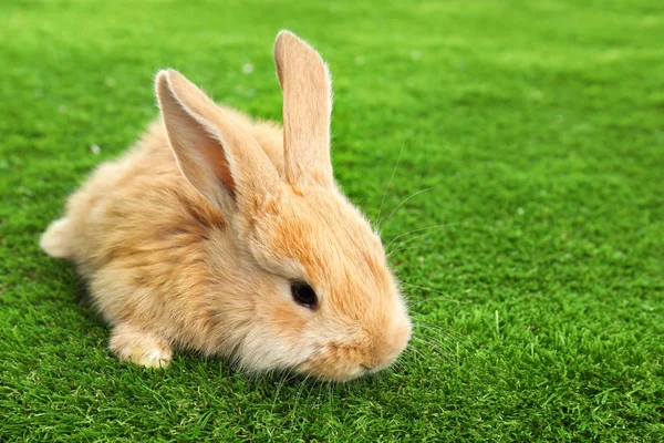可爱的毛茸茸的复活节兔子在绿草。文本的空间 — 图库照片