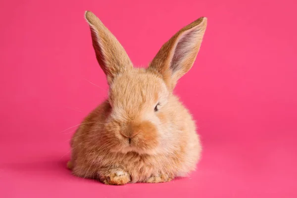 Adorável peludo coelho de Páscoa no fundo de cor — Fotografia de Stock