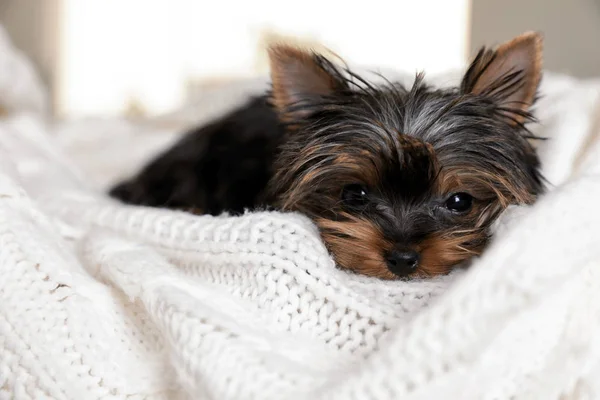 Lindo Yorkshire terrier cachorro en la cama, primer plano. Perro feliz — Foto de Stock