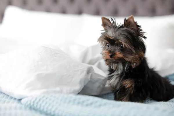 Bonito cachorro Yorkshire terrier na cama, espaço para texto. Cão feliz — Fotografia de Stock