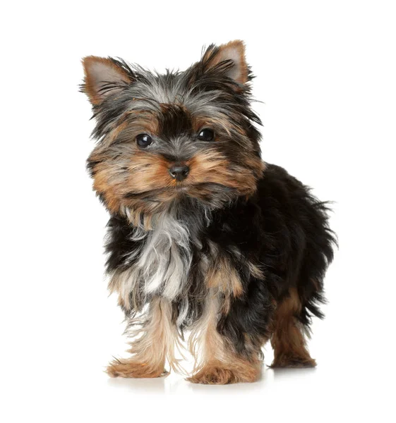 Cute Yorkshire terrier puppy on white background. Happy dog — Stock Photo, Image