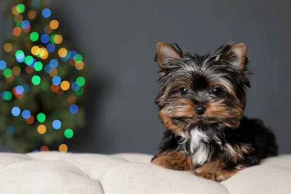 Cute Yorkshire terrier puppy and blurred Christmas tree on background, space for text. Happy dog — Stock Photo, Image