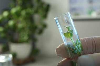 Holding arka plan bulanık tüp, closeup metin için yer ile yeşil bitki asistan. Biyolojik Kimya