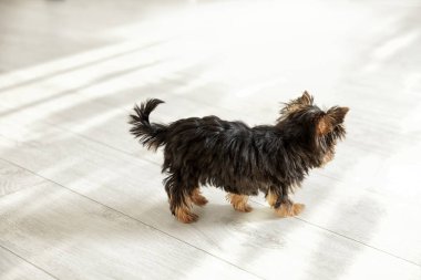 Ahşap zemin üzerinde sevimli Yorkshire terrier köpek yavrusu. Mutlu köpek