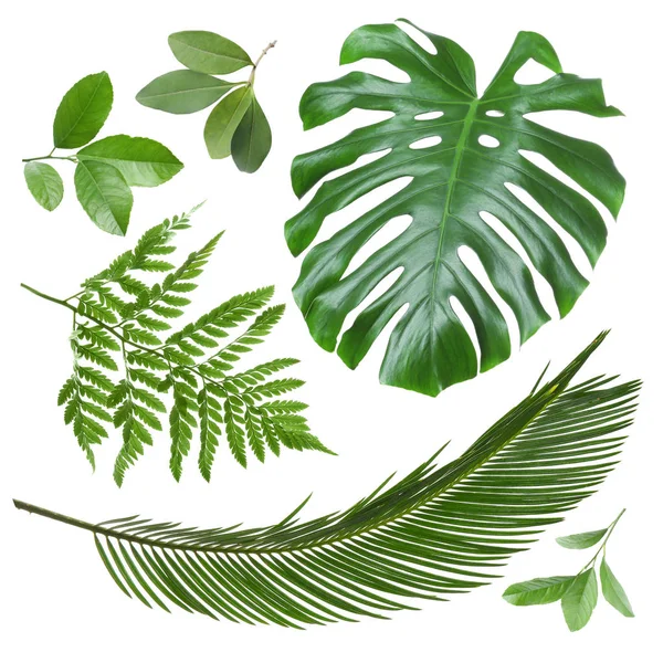 Conjunto de diferentes hojas tropicales frescas sobre fondo blanco — Foto de Stock