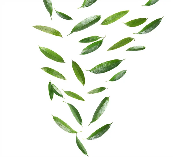Set di foglie di mango verde volante su sfondo bianco — Foto Stock