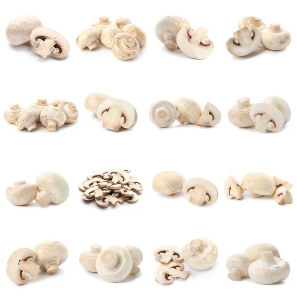 Set de mashrooms de champiñón frescos y deliciosos sobre fondo blanco — Foto de Stock