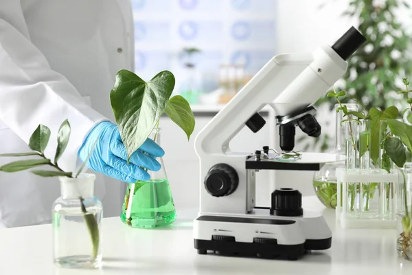 Asistente de laboratorio sosteniendo matraz con planta cerca del microscopio en la mesa. Química biológica —  Fotos de Stock