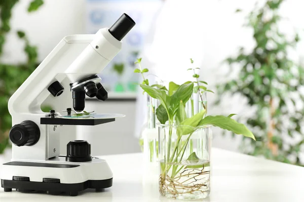 Vaso de precipitados con planta y microscopio sobre mesa en laboratorio. Química biológica — Foto de Stock