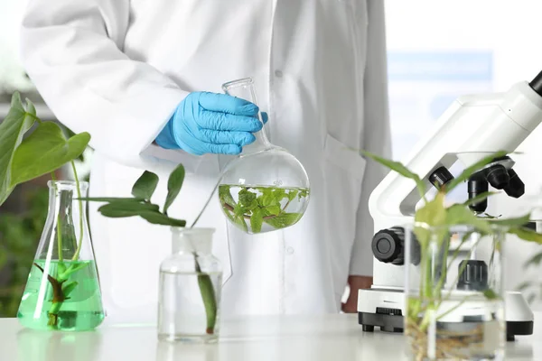 Asistente de laboratorio sosteniendo matraz con hojas en la mesa. Química vegetal —  Fotos de Stock
