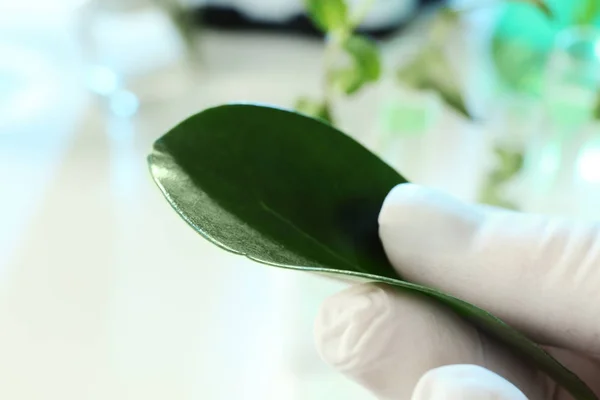 Lab assistant holding green leaf on blurred background, closeup. Plant chemistry