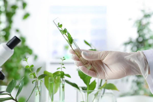 Lab assistant holding test tube with plant on blurred background, closeup. Biological chemistry — Stock Photo, Image