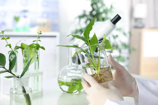 Assistente de laboratório segurando copo com planta em fundo desfocado, close-up. Química biológica — Fotografia de Stock